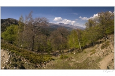 lesem