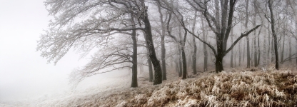 NATURE 002