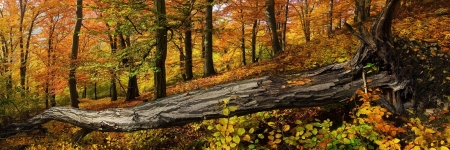 NATURE 004