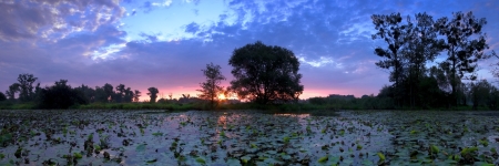 NATURE 018